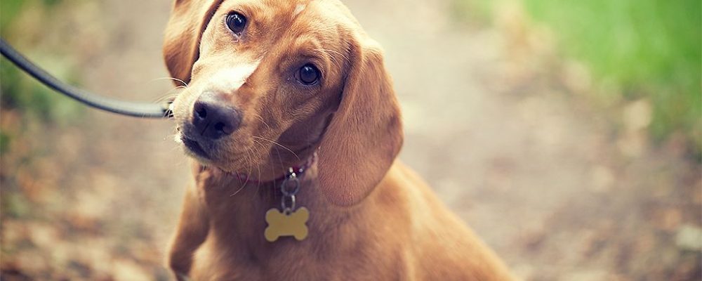 مرض ايرليخ عند الكلاب وكيف ينتقل الى الكلب ؟