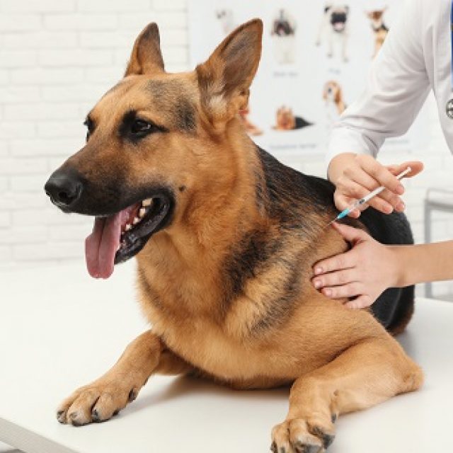 تفسير الماغنسيوم الزائد فى الدم عند الكلاب