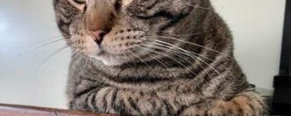 ما هى التهابات العضلات المعممة عند القطط ؟