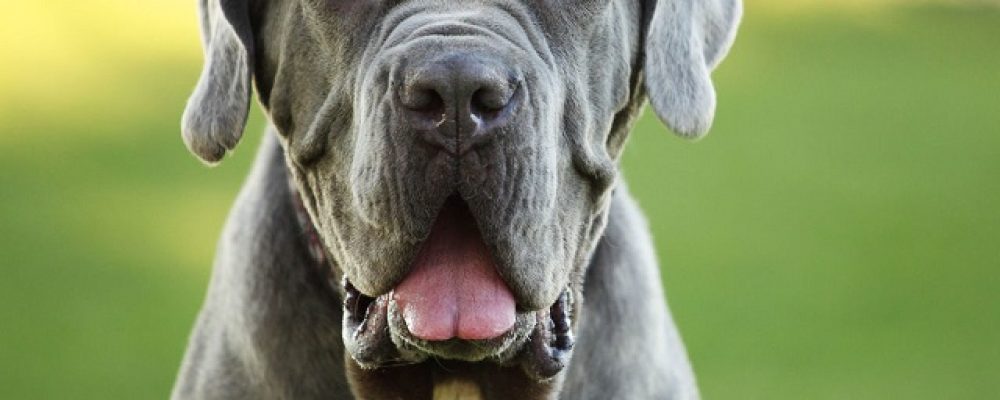 زيادة هرمون الغدة الدرقية عند الكلاب
