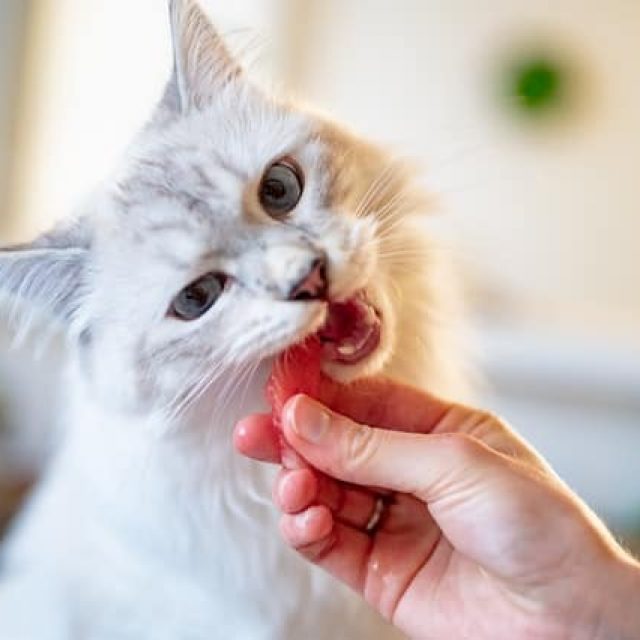 تفاصيل التسمم الغذائى عند القطط