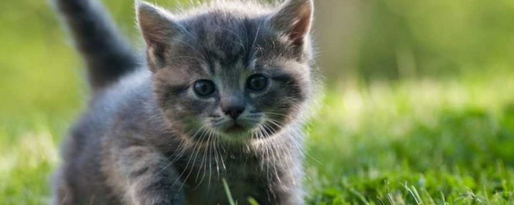 فقر الدم عند القطط “اعراضه واسبابه”