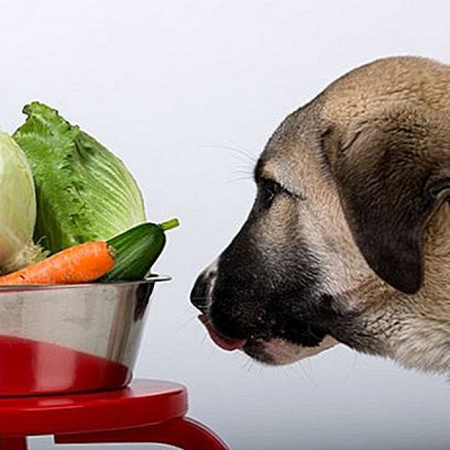 هل الكلاب تتبع نظام غذائى نباتى مثل البشر ؟