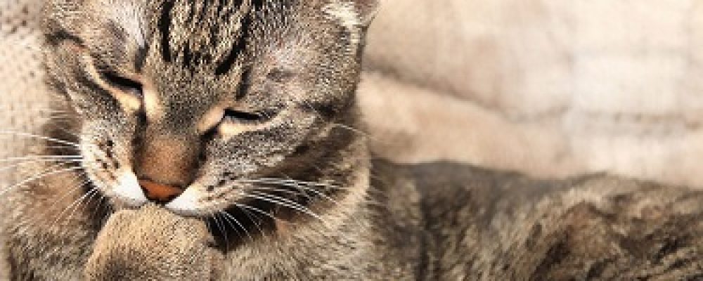 التهاب المشيمة والشبكية فى القطط