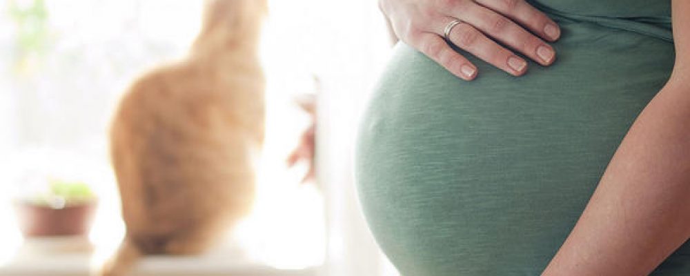 كيفية الوقاية من داء القطط للمرأة الحامل
