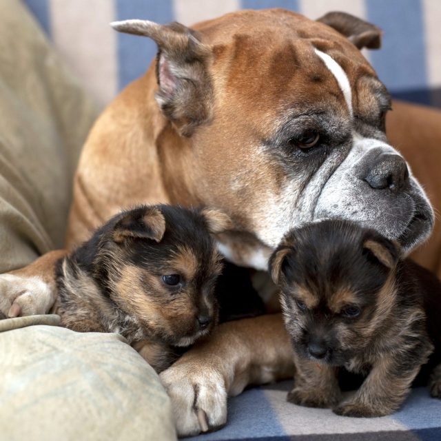 لماذا تأكل الكلبة أولادها ؟ المشاكل السلوكية في الكلاب بعد الولادة