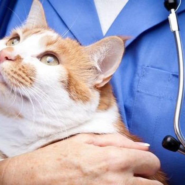 تراكم سوائل الرئة عند القطط “Chylothorax”