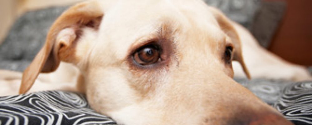 ماذا تعلم عن ضيق صمام القلب عند الكلاب ؟
