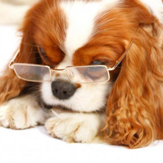 علاج ضغط العين عند الكلاب