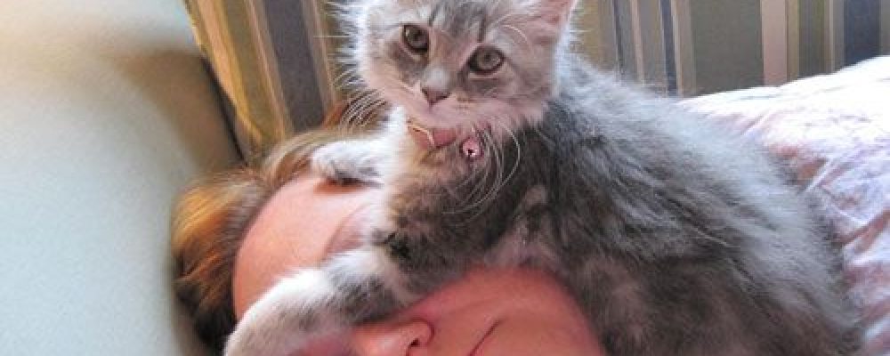 حقائق عن سلوكيات القطط : لماذا تنام القطة على رأسي ؟