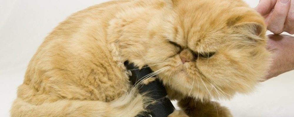 علاج كسور العظام في القطط : الالتواء والعرج والكدمات