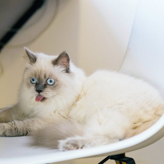 حساسية فرط نشاط الغدة الدرقية عند القطط “كل ماتريد معرفته”