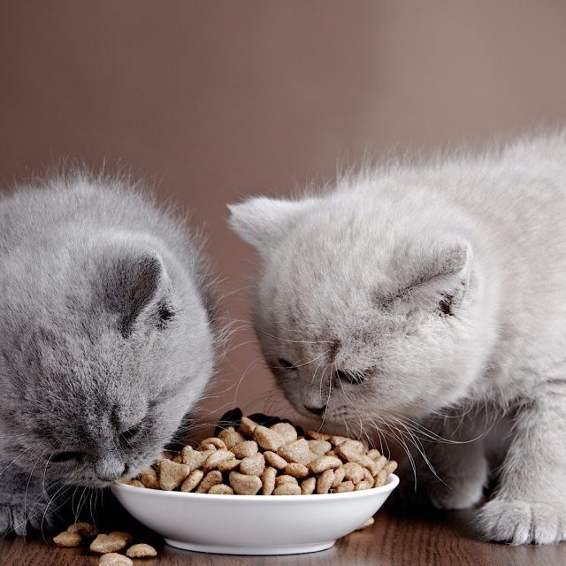 فوائد و أضرار الدراي فود في طعام القطط