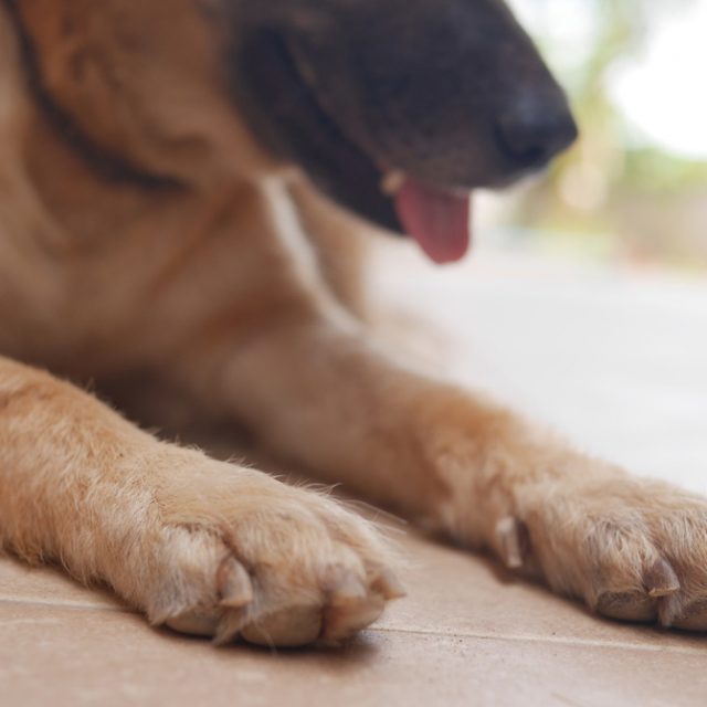 7 مشاكل شائعة تحدث في مخالب الكلاب