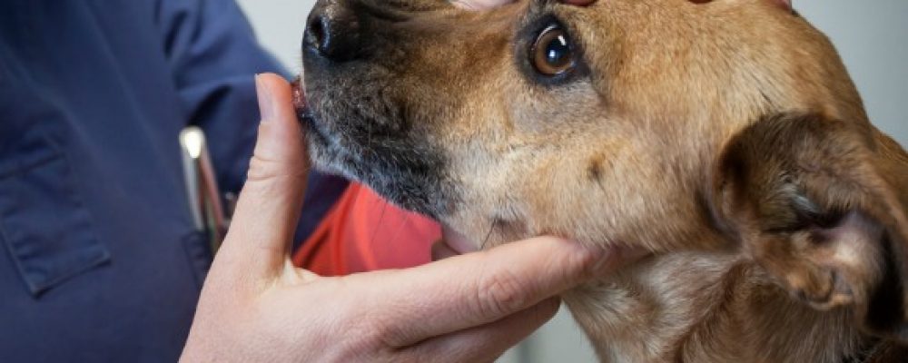 6 أمراض خطيرة تصيب الكلاب .. تعرف عليها
