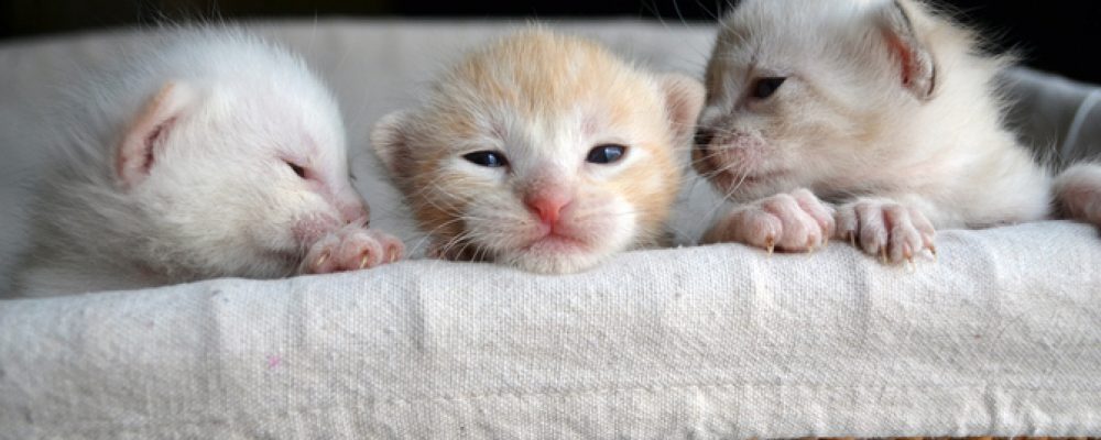 القطط الصغيرة بعد الولادة .. 12 معلومة هامة جدا