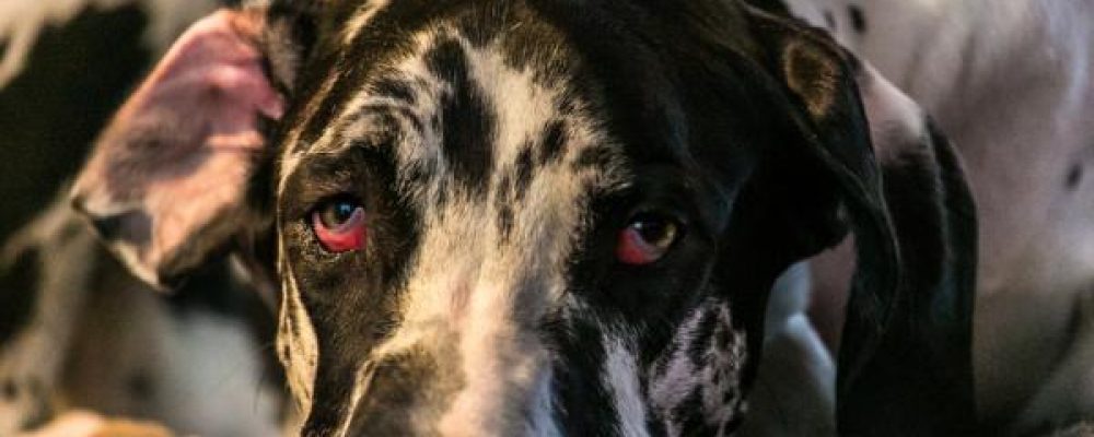 ماذا افعل إذا لاحظت احمرار عين الكلب ؟