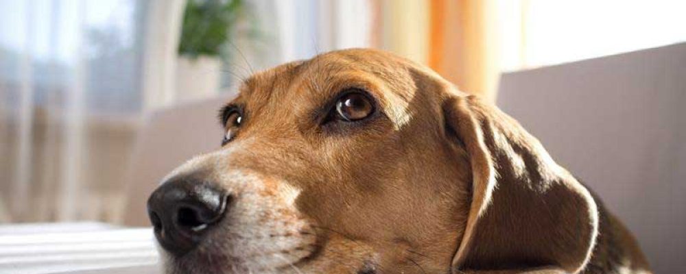 مقال شامل حول سوائل المخ عند الكلاب
