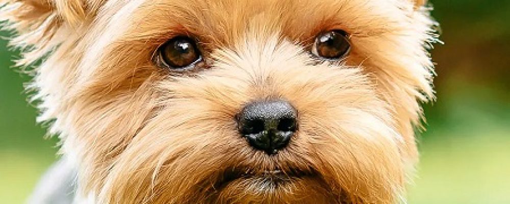 علاج الفك المغلق عند الكلاب