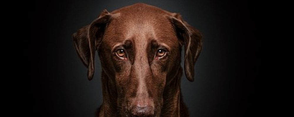 علاج التهاب عضلات المضغ عند الكلاب