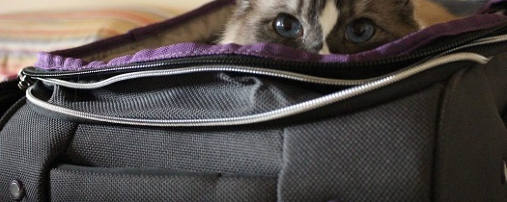 تعليمات حول السفر مع القطط