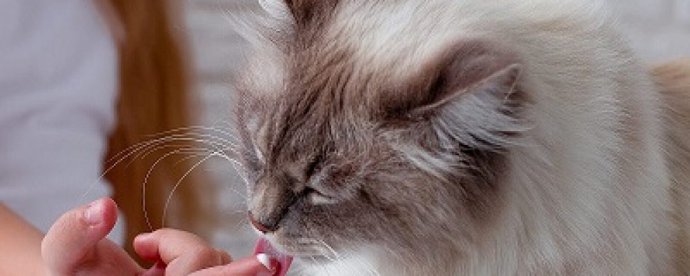 خراج الاسنان عند القطط