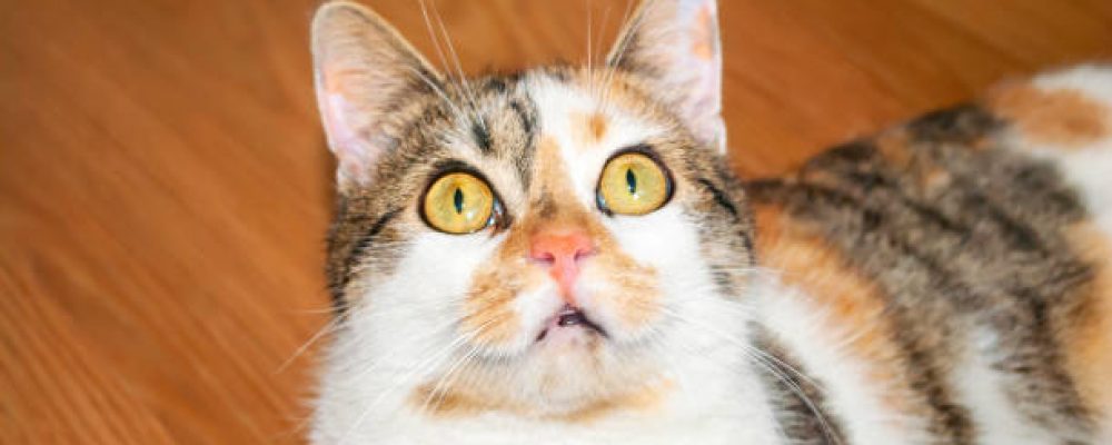 التهاب الامعاء الليمفاوى البلازمى عند القطط