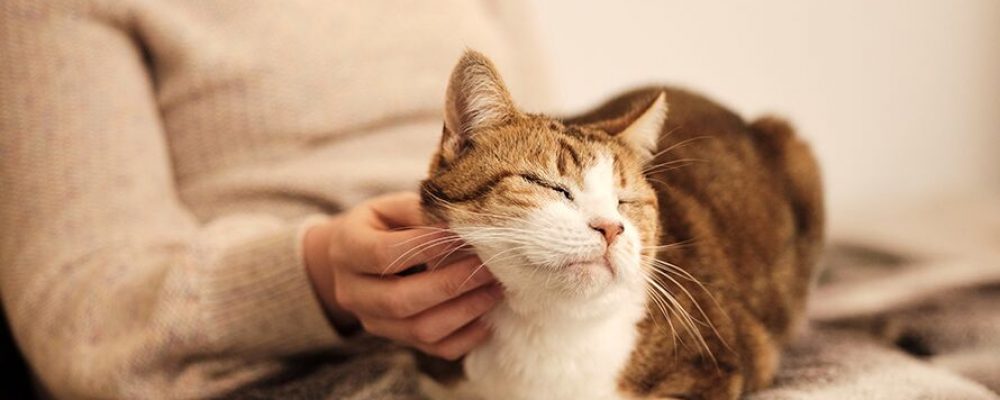 ما هو التهاب التامور عند القطط ؟