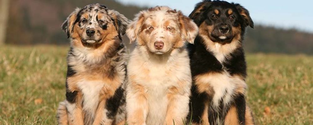 التهاب الجلد والعضلات والاوعية الدموية عند الكلاب
