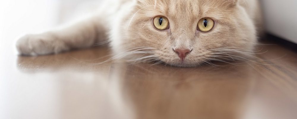 فقر الدم المتجدد عند القطط “مقال شامل”