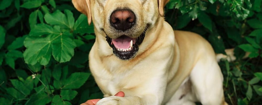 داء السعال عند الكلاب وكيف يتم علاجه ؟