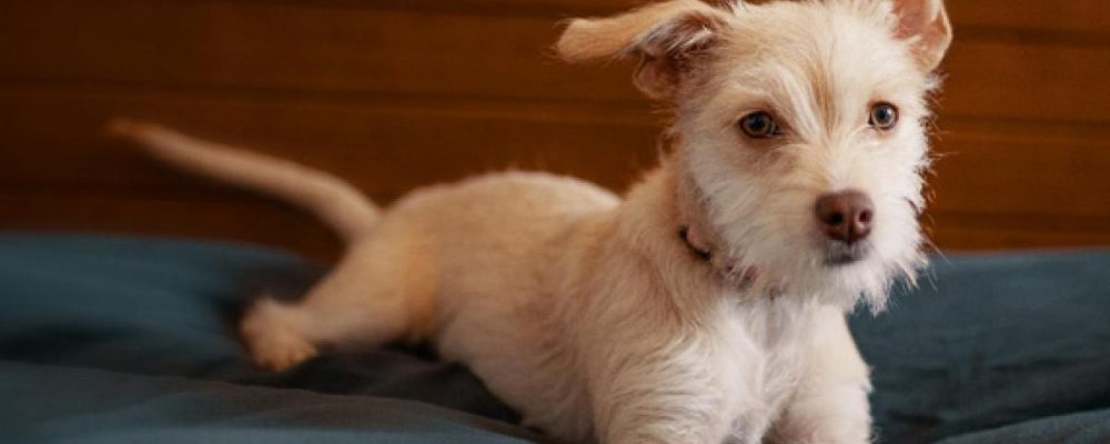 علامات التهاب الصفاق الصفراوى عند الكلاب
