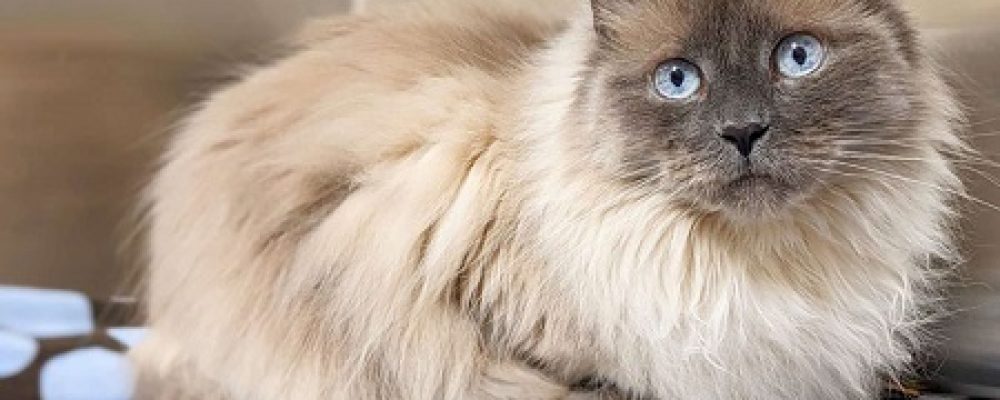 علاج التهاب الصفاق عند القطط