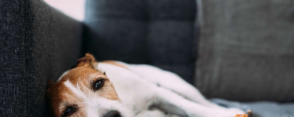سرطان الغدة الدرقية عند الكلاب
