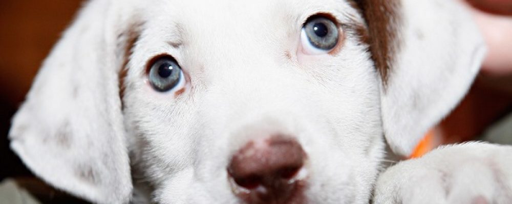 علاج حساسية اللاكتوز عند الكلاب