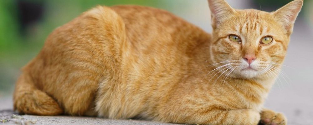 خطورة سرطان الغدد الشرجية عند القطط