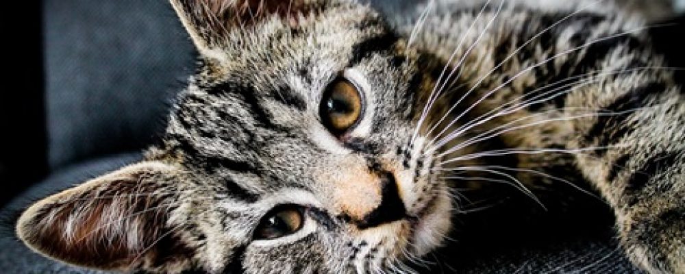 علاج متلازمة القئ الاصفر عند القطط