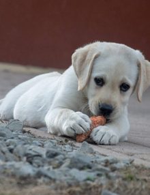 التهاب القزحية الامامى عند الكلاب