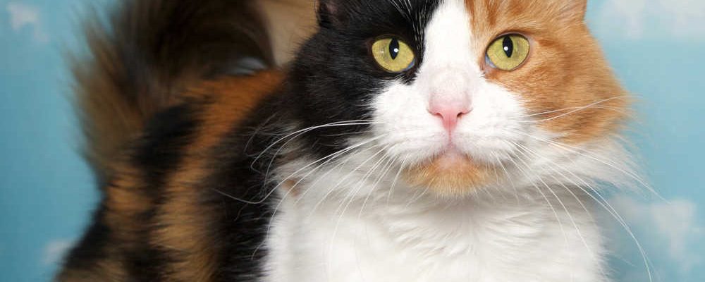 مشكلة التصاق القزحية وتورم العين عند القطط