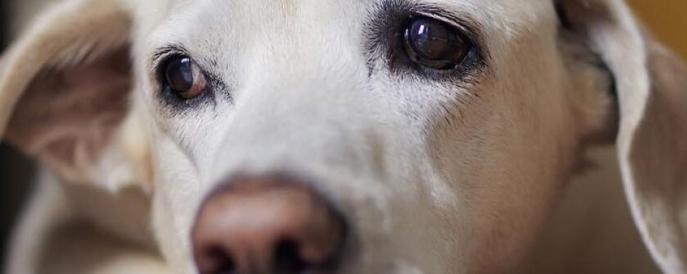 داء الكبد عند الكلاب وتأثيره على الصحة العامة