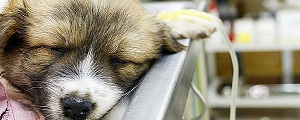 كيفية علاج الكلاب من تسمم المعادن الثقيلة