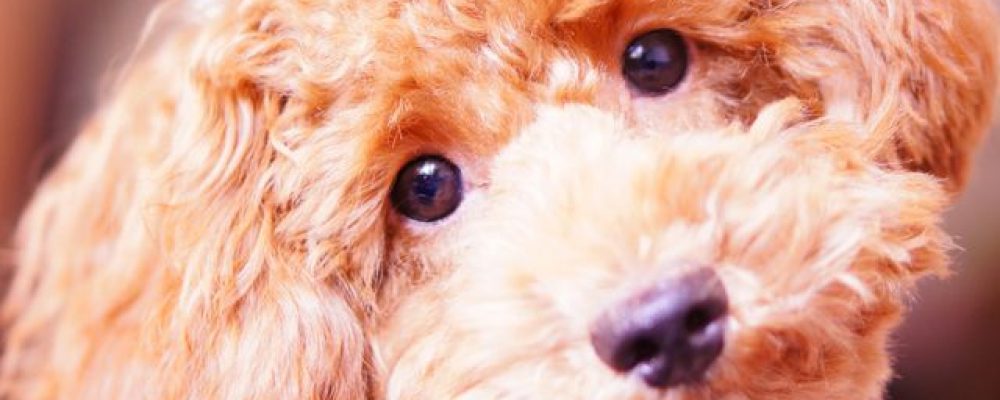 تشخيص سرطان الكلى عند الكلاب