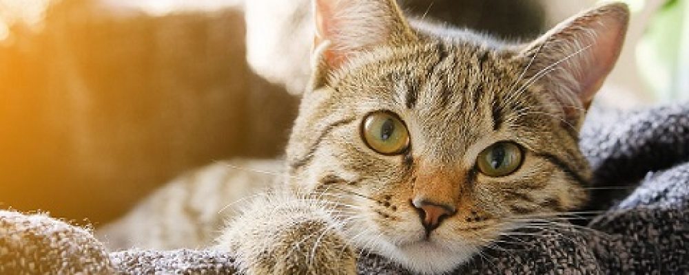 ارتجاع المريئ عند القطط وافضل الطرق العلاجية