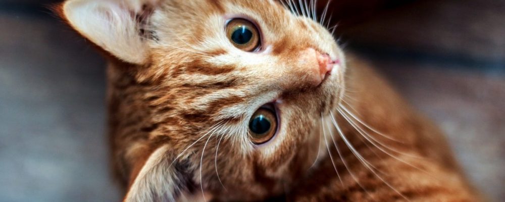 خطورة الالتهاب المعوى عند القطط