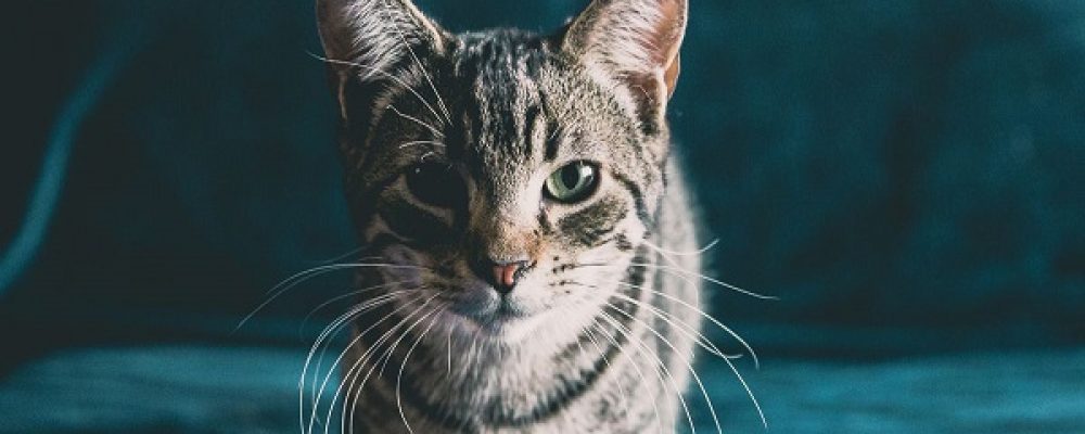 علاج التهاب المفاصل عند القطط
