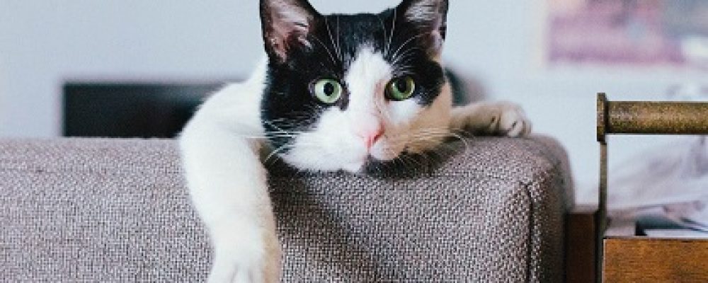 ماذا تعرف عن الفيروس النجمى عند القطط ؟