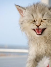 أسباب بكاء القطط الصغيرة : 5 أسباب أحدها خطير جدا