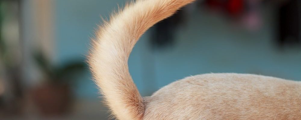 كيف يبدو تقيح جلد الذيل عند الكلاب ؟