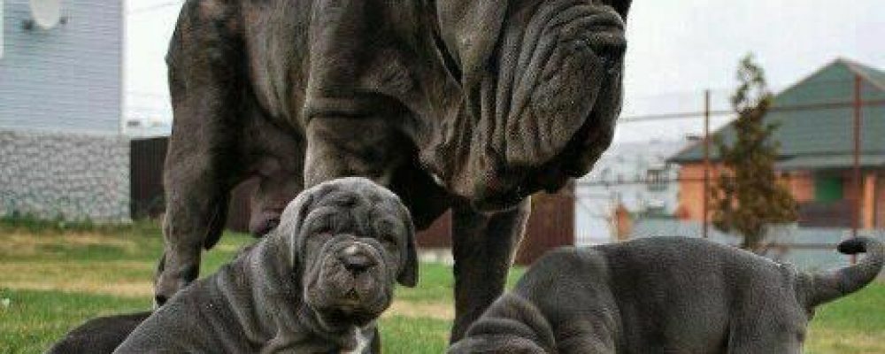 الصرع عند الكلاب “مقال شامل”