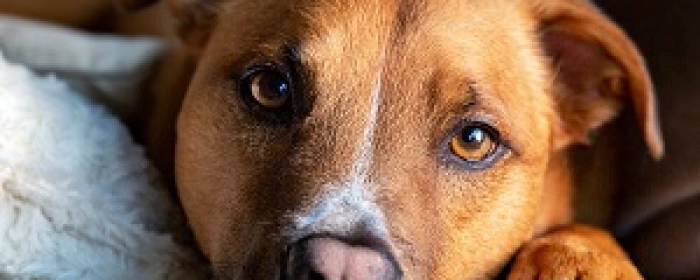 اسباب ارتفاع ضغط الدم الرئوى عند الكلاب